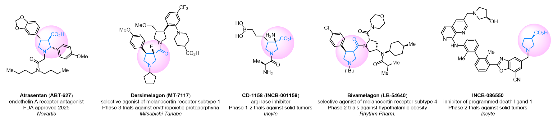 β-Proline Scaffold