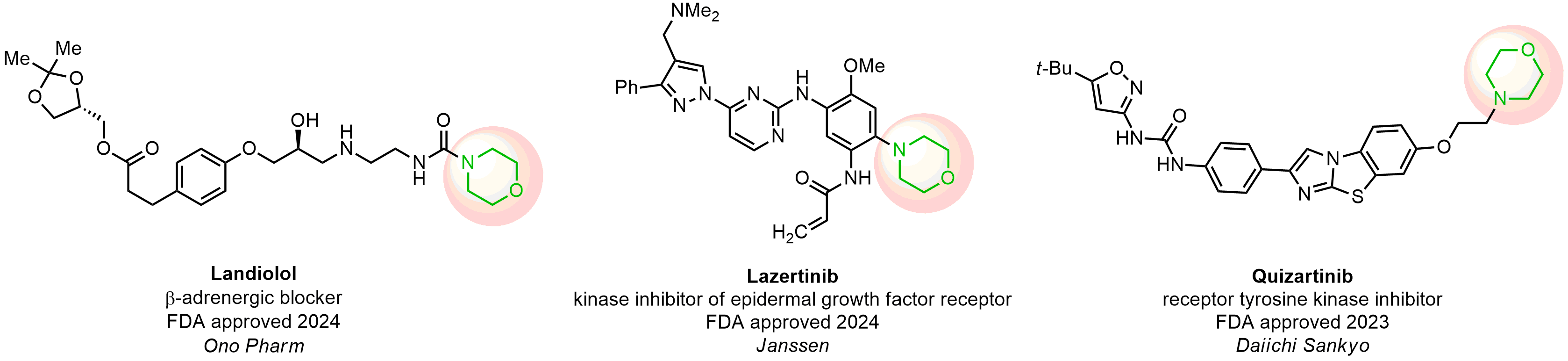 Bridged Morpholines for Drug Discovery