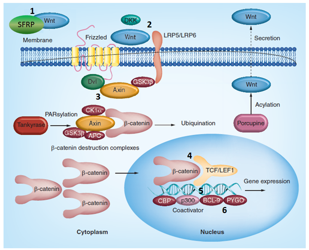 Figure 1. Canonical Wnt/Fz signaling cascade (adopted from Future Med. Chem. (2015), 7(18), 2485–2505) showing specific target-biased focused libraries available from Enamine.