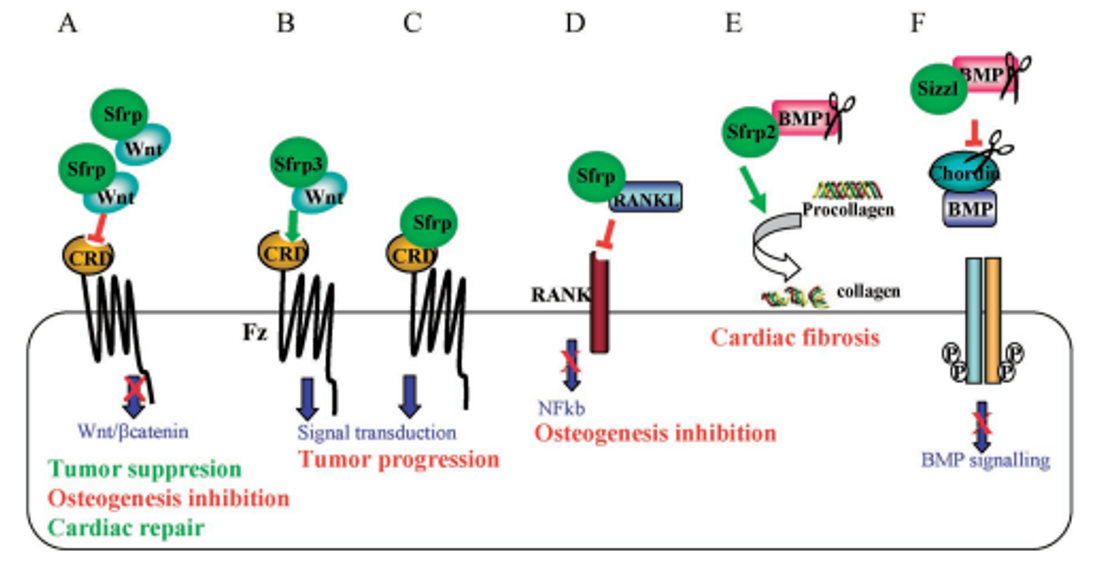 Multifunctional molecular interactions of sFRP1/2 and their implications in pathological events.