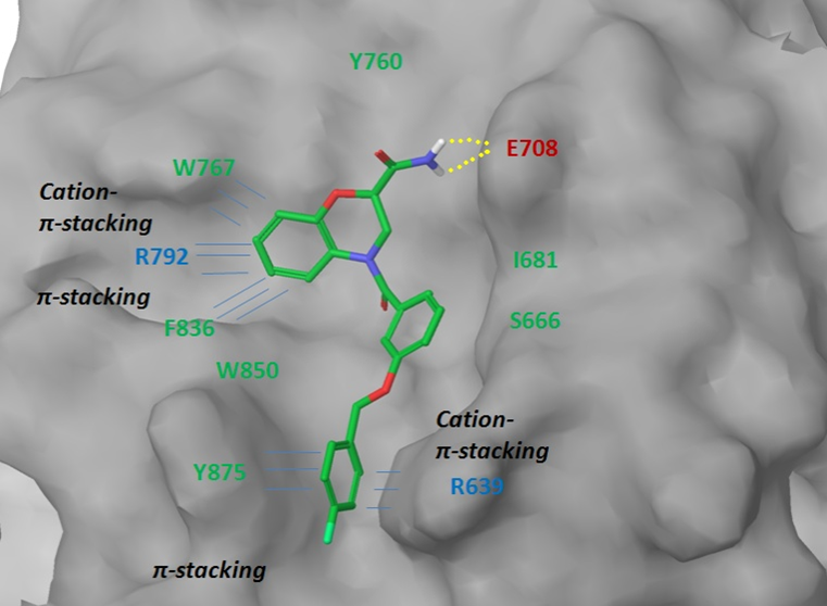 Figure 4. Binding interface between LRP6 protein and representative ligand from the focused subset.