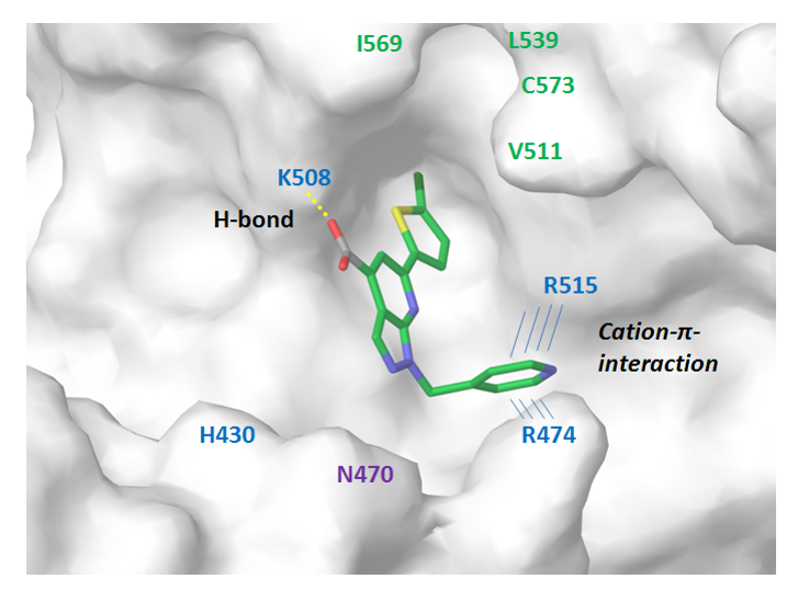 Figure 7. Binding interface between β-catenin and representative ligand from the focused subset.