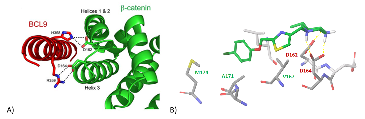 Figure 8. A) β-catenin/BCL9 helix-helix interaction interface featuring key hydrogen bonds; B) binding of β-catenin and a representative ligand from the focused subset.