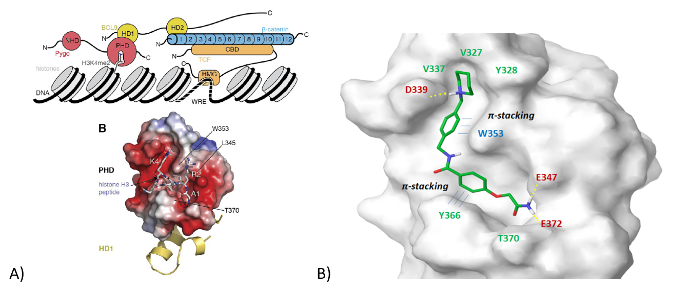 Figure 9. A) Interaction interface of BCL9/PYGO/Histone 3; B) Representative molecule bound to the key amino acids of H3K4me2.