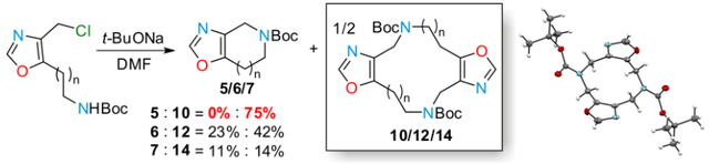 Formation of 10/12/14‐Membered Rings is Favored over 5/6/7‐Membered. An Unexpected Result from Oxazole Chemistry