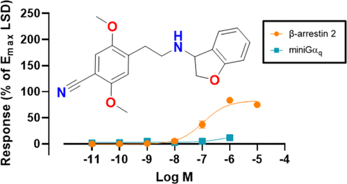 Discovery of β-Arrestin-Biased 25CN-NBOH-Derived 5-HT2A Receptor Agonists