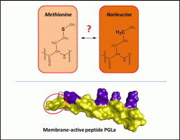 Does a methionine-to-norleucine substitution in PGLa influence peptide-membrane interactions?