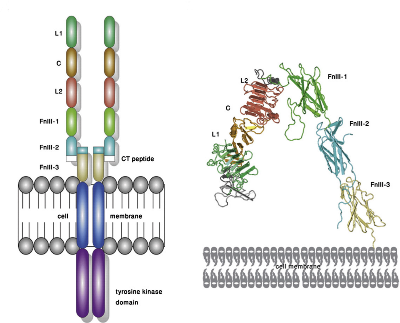 Insulin receptor-related receptor as an extracellular pH sensor involved in the regulation of acid–base balance