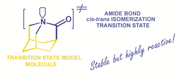The Most Reactive Amide As a Transition-State Mimic For cis–trans Interconversion