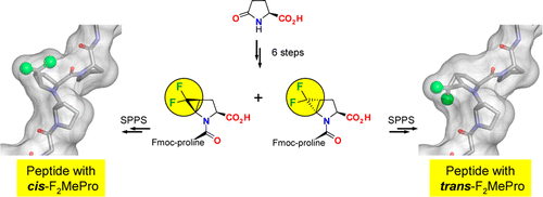 Incorporation of cis- and trans-4,5-Difluoromethanoprolines into Polypeptides